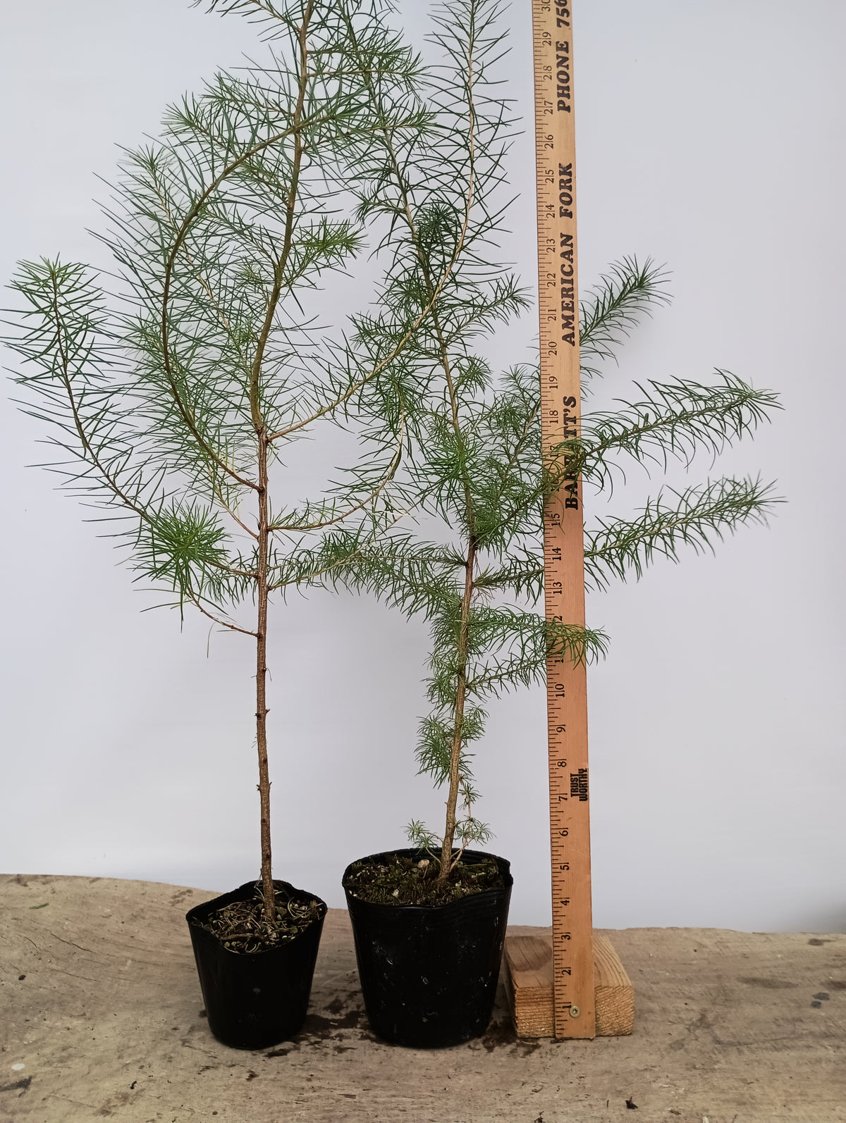 2 yr old Japanese Larch (Larix kaempferi) seedlings