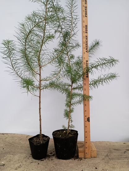 2 yr old Japanese Larch (Larix kaempferi) seedlings