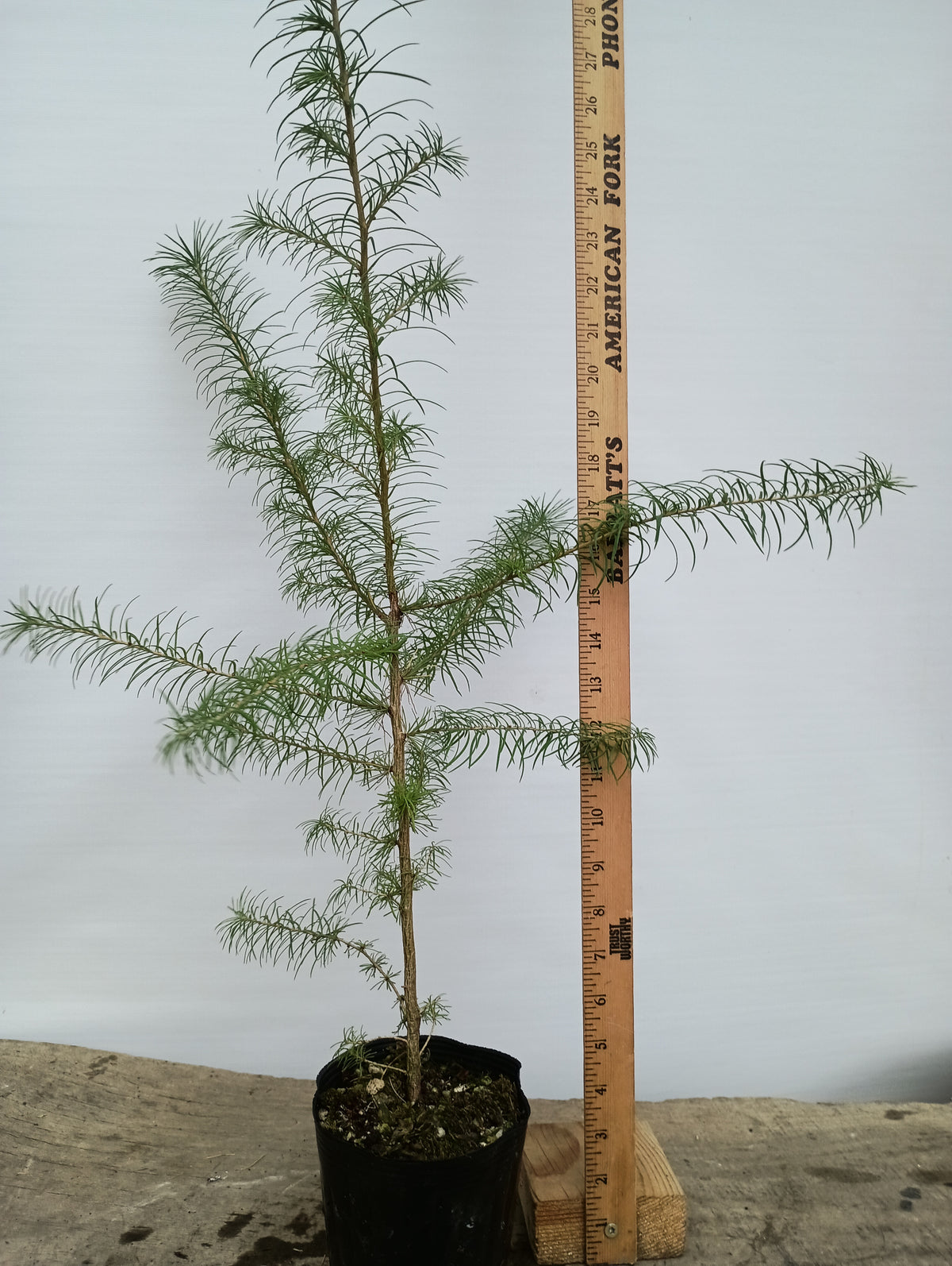 2 yr old Japanese Larch (Larix kaempferi) seedlings