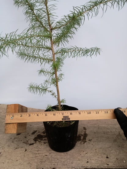 2 yr old Japanese Larch (Larix kaempferi) seedlings