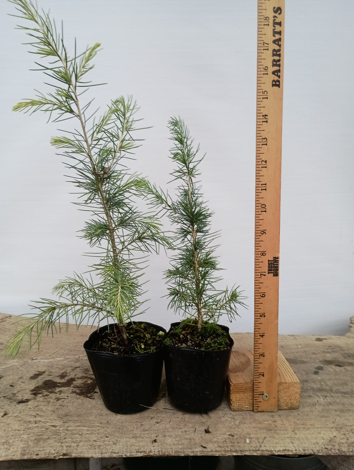 Deodar cedar, Cedrus deodara