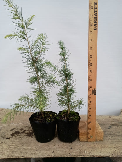 Deodar cedar, Cedrus deodara