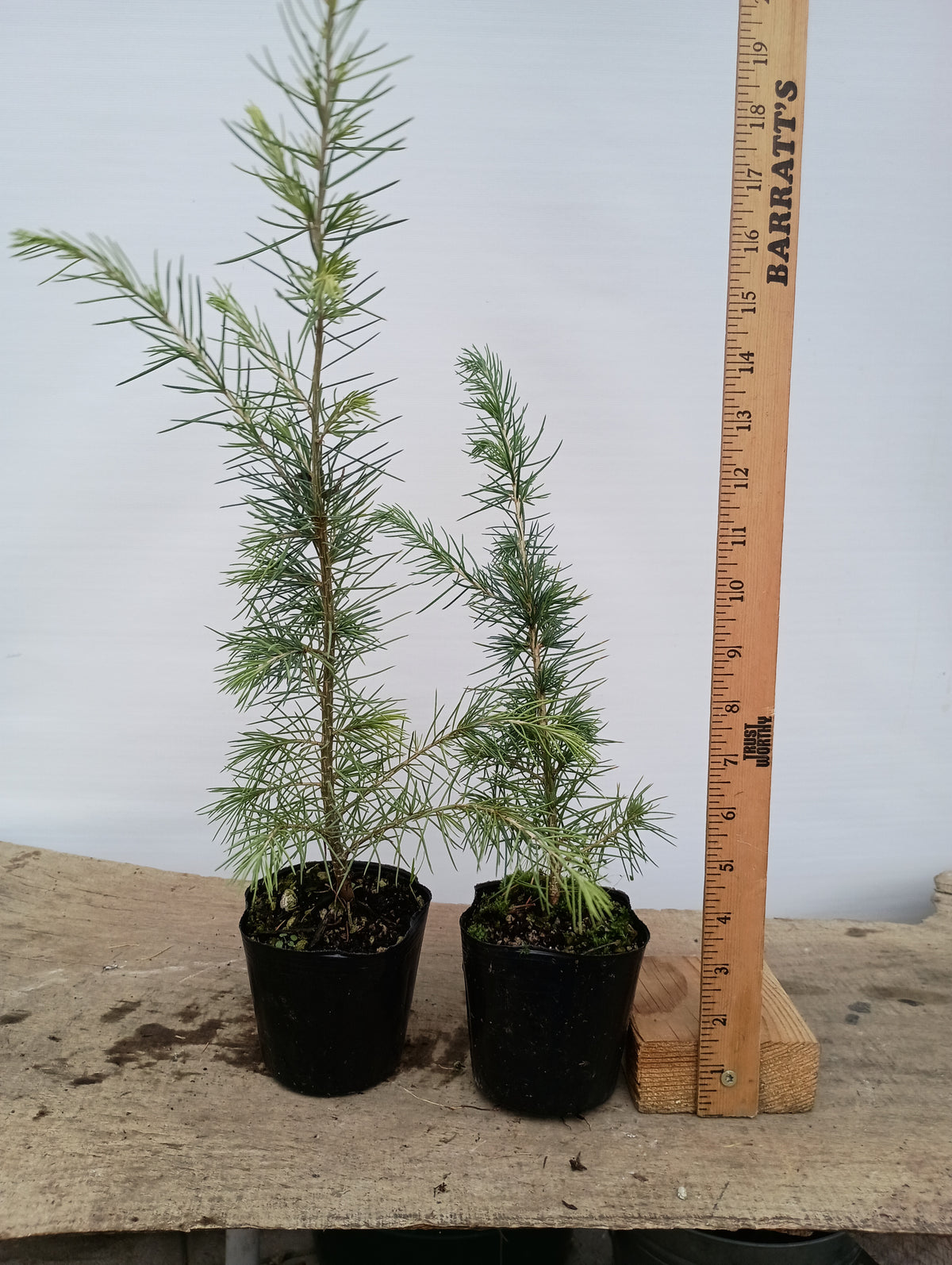 Deodar cedar, Cedrus deodara