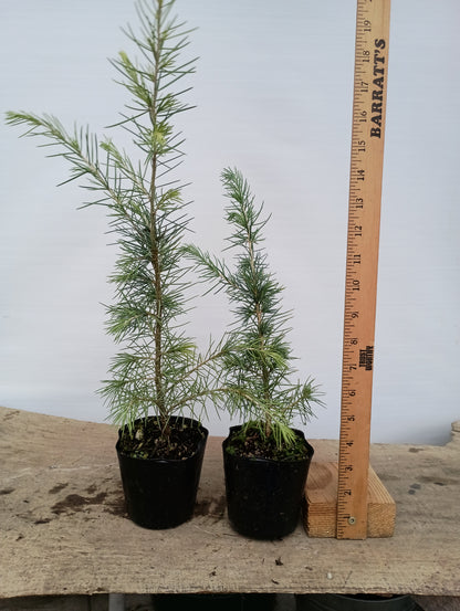Deodar cedar, Cedrus deodara