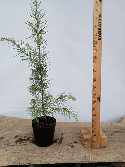 Deodar cedar, Cedrus deodara