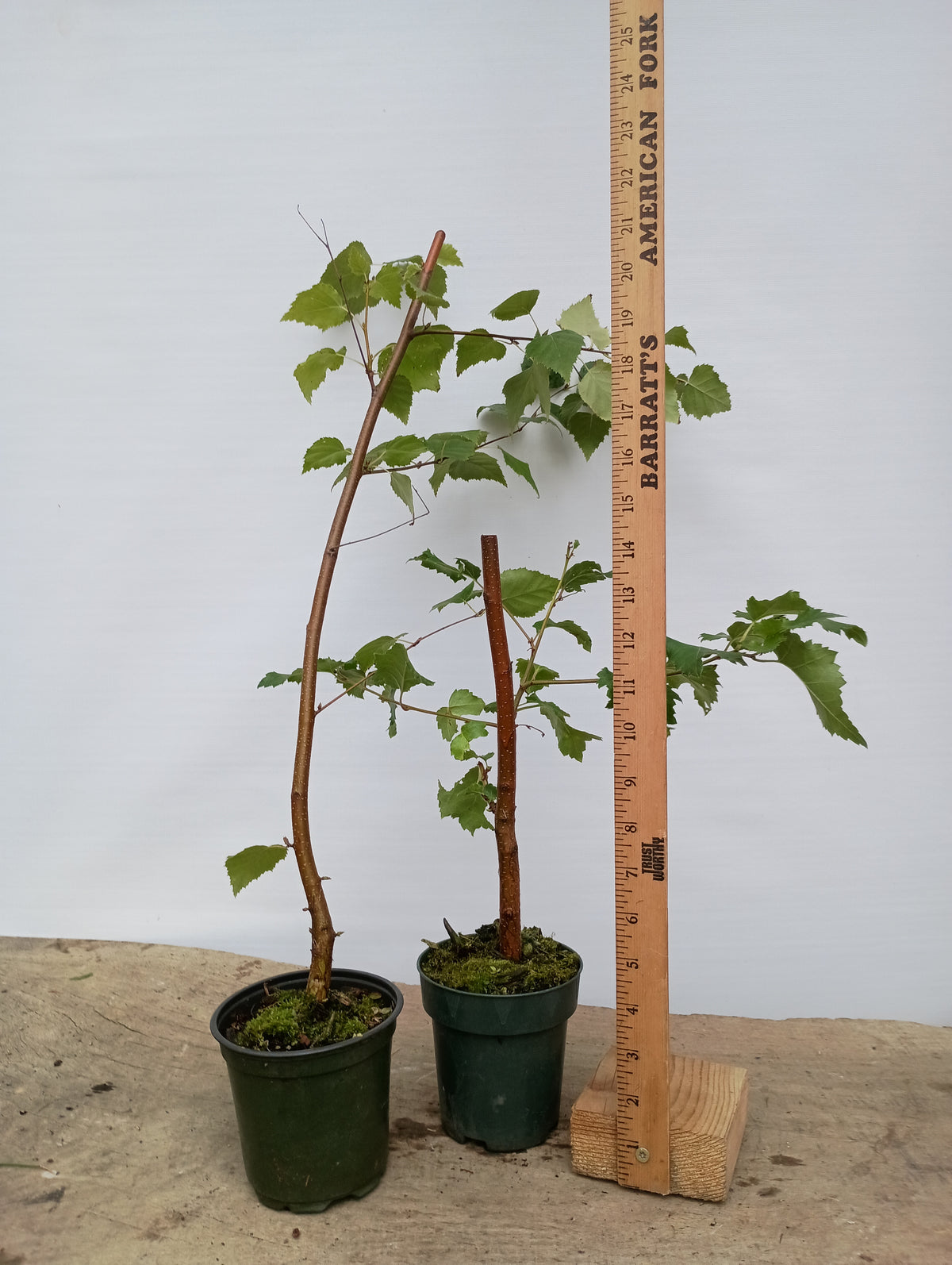 Silver birch 2 year old seedling