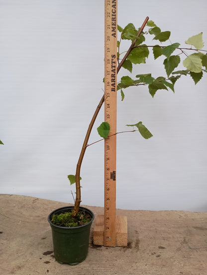 Silver birch 2 year old seedling