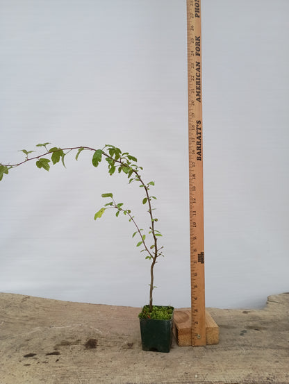 Zumi Crabapple