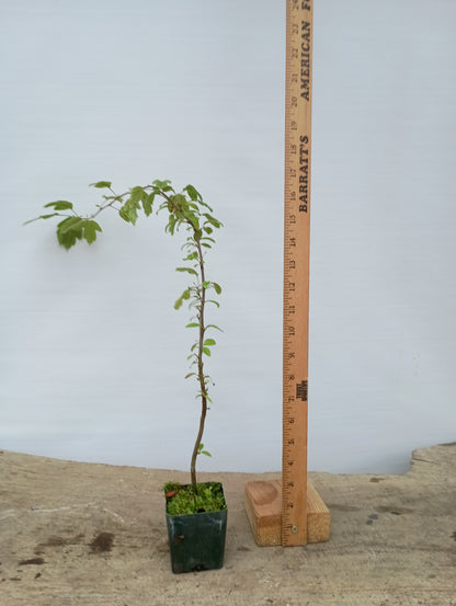 Zumi Crabapple
