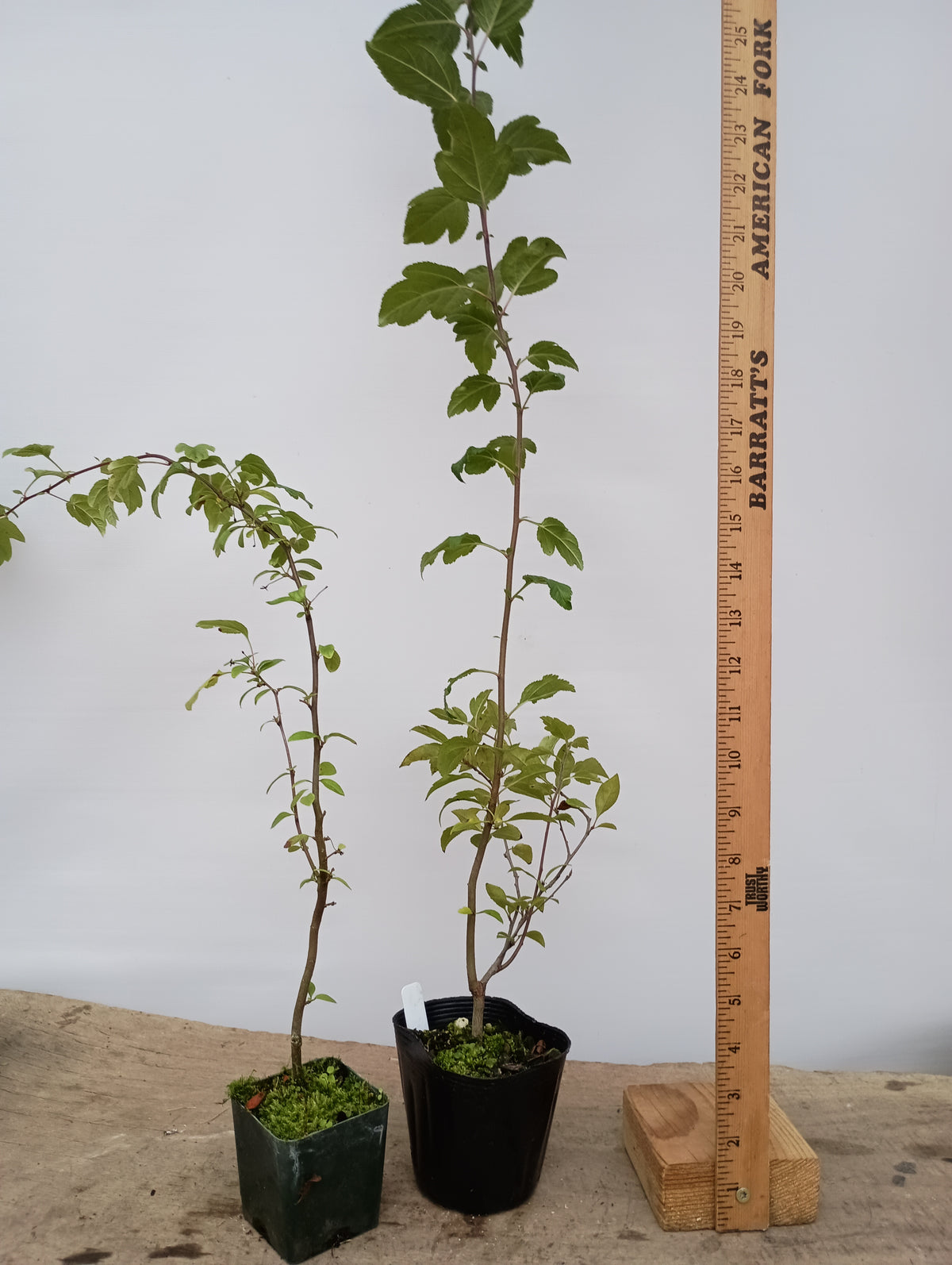 Zumi Crabapple
