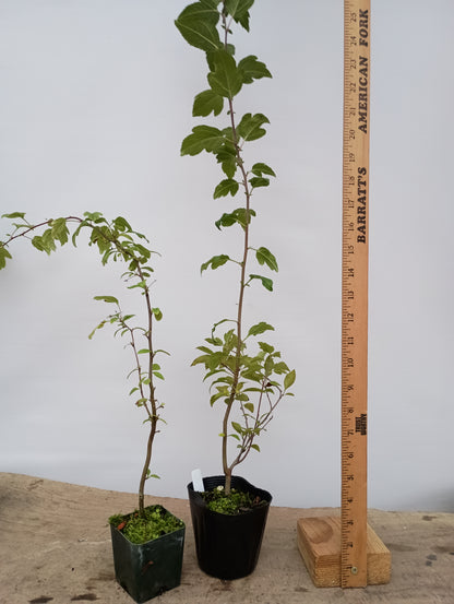 Zumi Crabapple