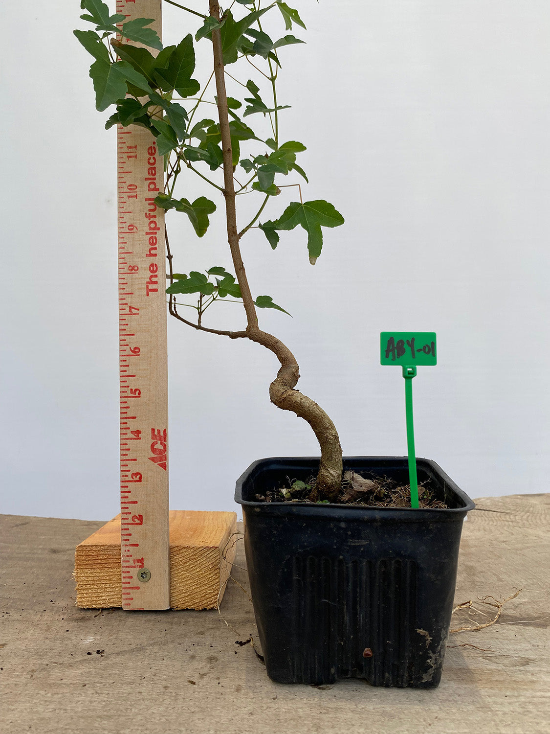 Trident Maple in a 4" pot  (AB4-01)