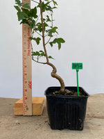 Trident Maple in a 4" pot  (AB4-01)