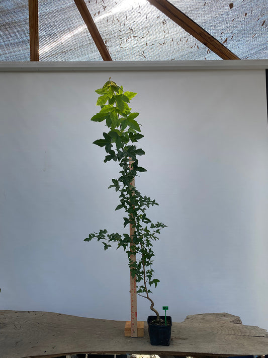 Trident Maple in a 4" pot  (AB4-01)