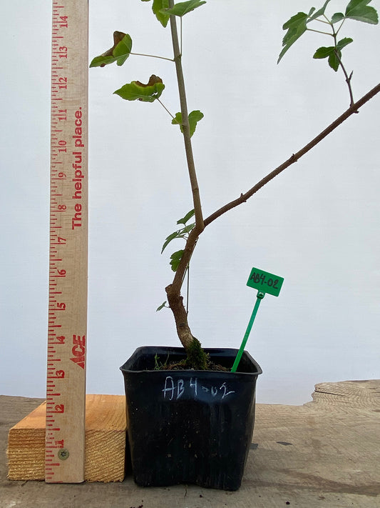 Trident Maple in a 4" pot (AB4-02)
