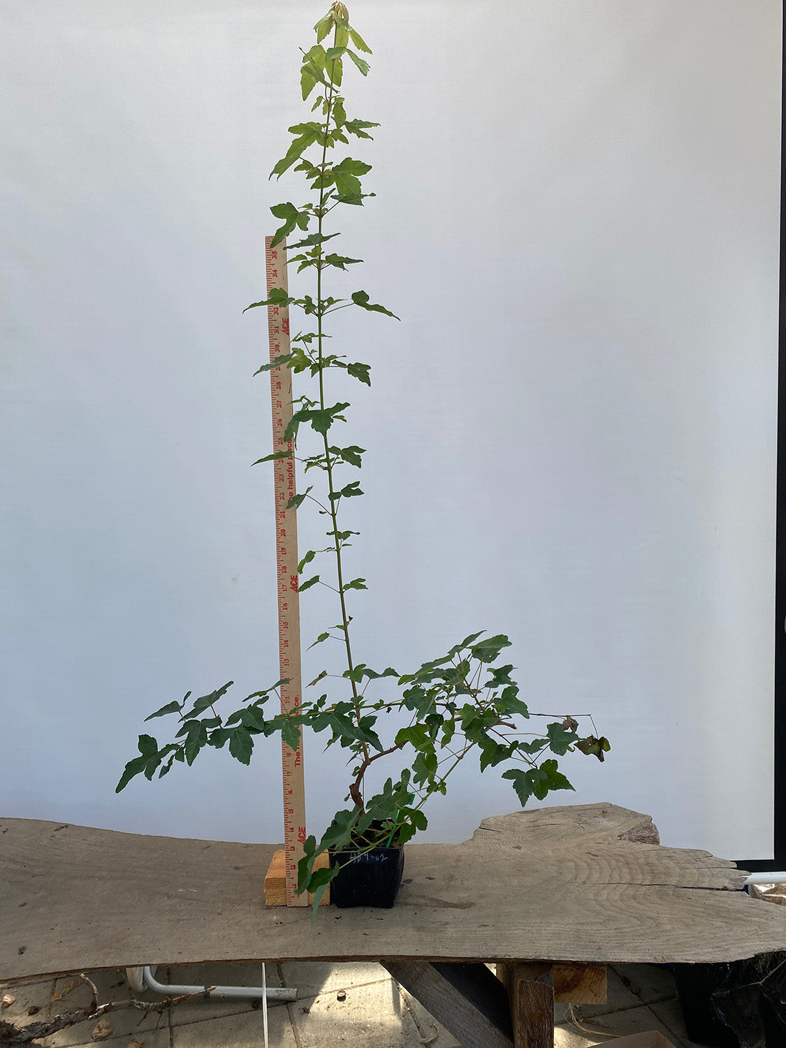 Trident Maple in a 4" pot (AB4-02)