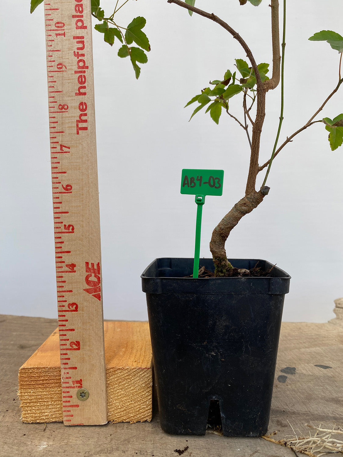 Trident Maple in a 4" pot (AB4-03)