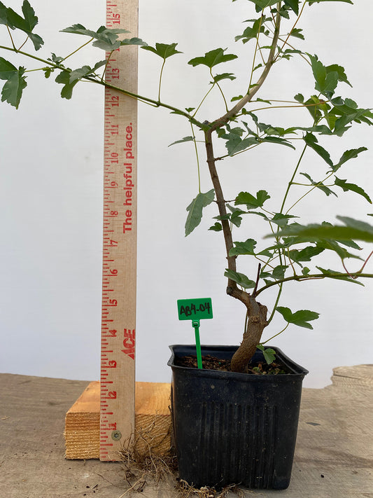 Trident Maple in a 4" pot (AB4-04)