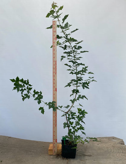 Trident Maple in a 4" pot (AB4-04)