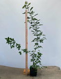 Trident Maple in a 4" pot (AB4-04)