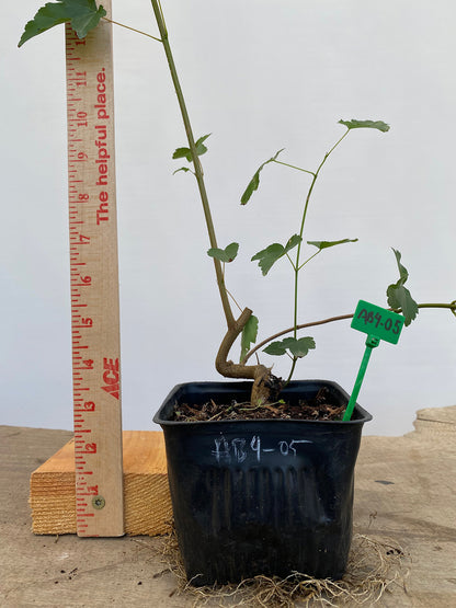 Trident Maple in a 4" pot (AB4-05)