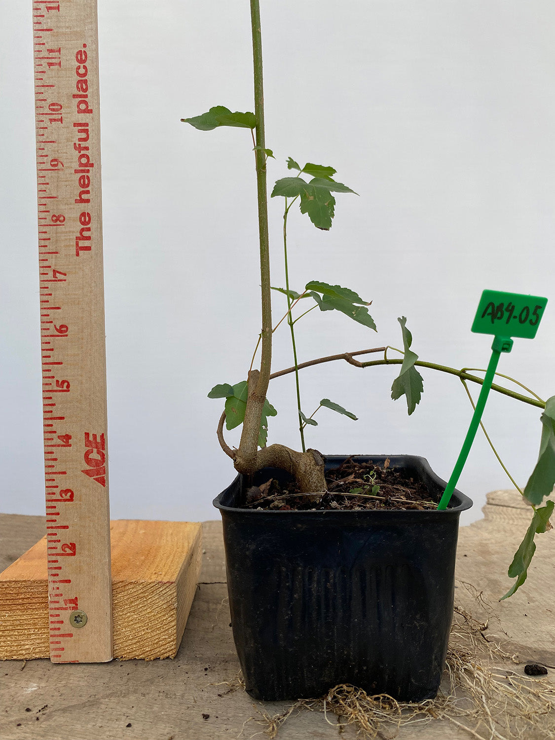 Trident Maple in a 4" pot (AB4-05)
