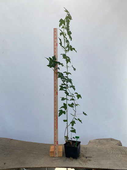 Trident Maple in a 4" pot (AB4-05)