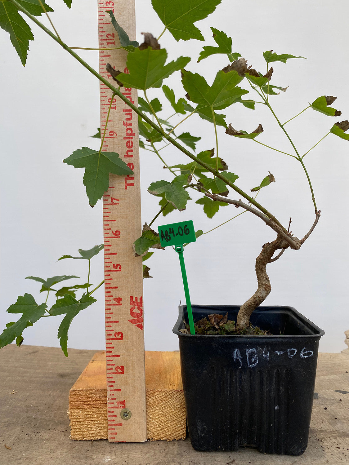 Trident Maple in a 4" pot (AB4-06)
