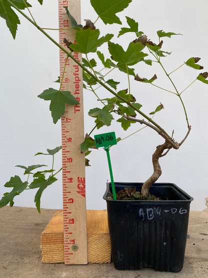 Trident Maple in a 4" pot (AB4-06)
