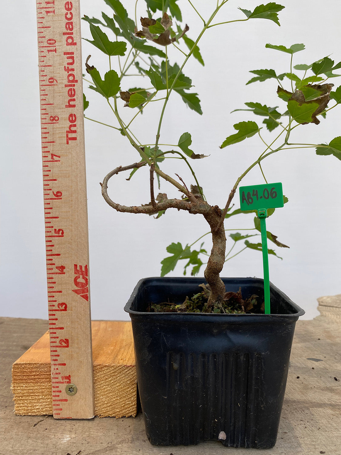 Trident Maple in a 4" pot (AB4-06)