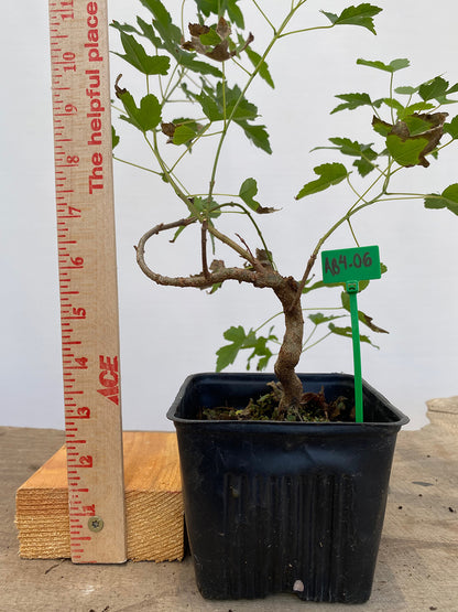 Trident Maple in a 4" pot (AB4-06)