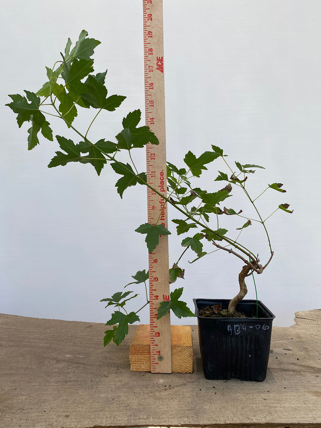 Trident Maple in a 4" pot (AB4-06)