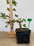 Trident Maple in a 4" pot (AB4-07)