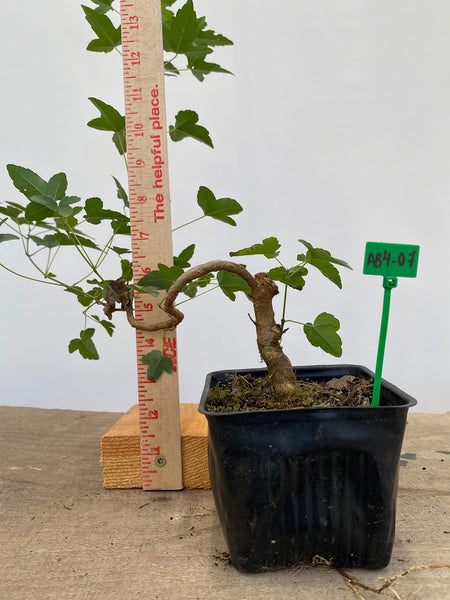 Trident Maple in a 4" pot (AB4-07)