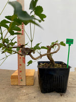 Trident Maple in a 4" pot (AB4-07)