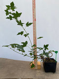 Trident Maple in a 4" pot (AB4-07)