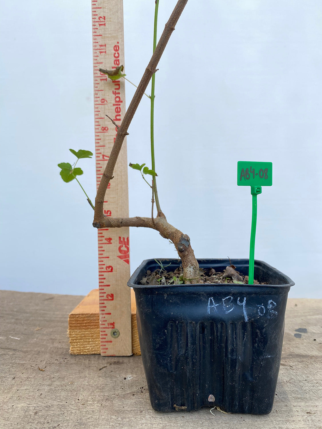 Trident Maple in a 4" pot (AB4-08)