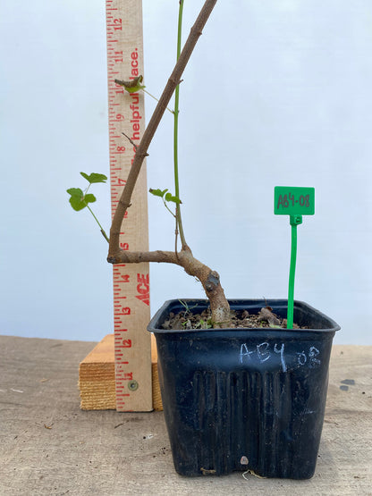 Trident Maple in a 4" pot (AB4-08)