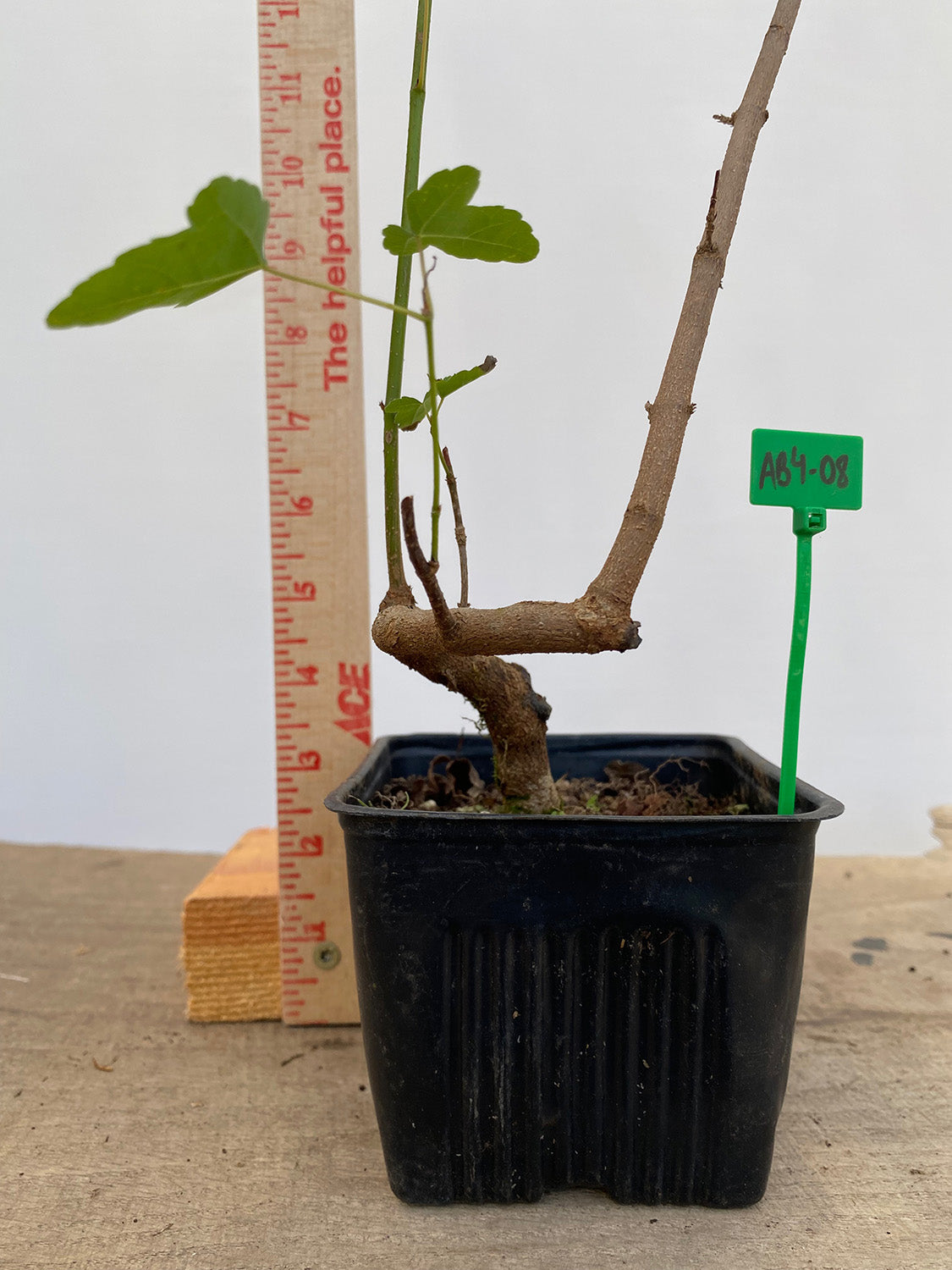 Trident Maple in a 4" pot (AB4-08)