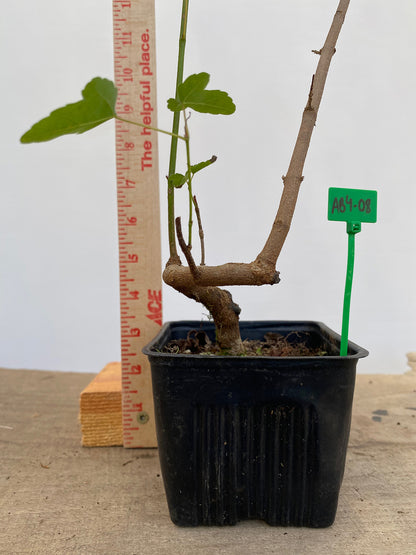 Trident Maple in a 4" pot (AB4-08)