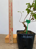 Trident Maple in a 4" pot (AB4-09)