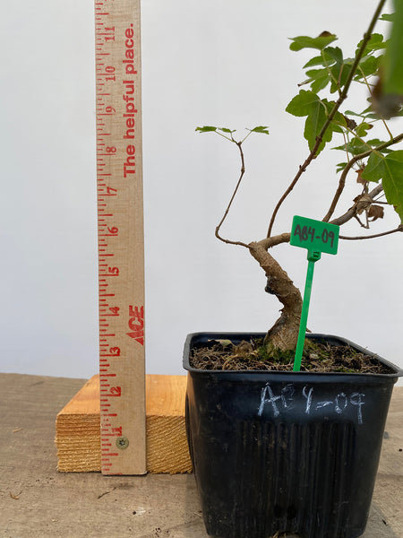 Trident Maple in a 4" pot (AB4-09)