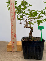 Trident Maple in a 4" pot (AB4-09)