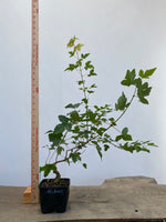 Trident Maple in a 4" pot (AB4-09)