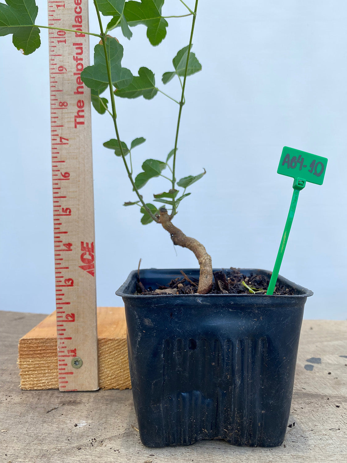 Trident Maple in a 4" pot (AB4-10)