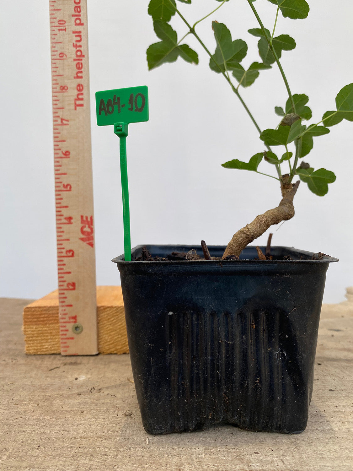 Trident Maple in a 4" pot (AB4-10)