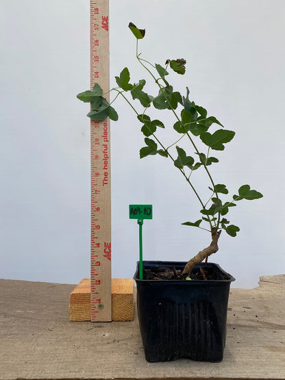 Trident Maple in a 4" pot (AB4-10)