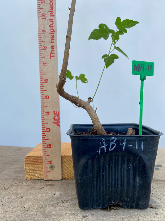Trident Maple in a 4" pot (AB4-11)