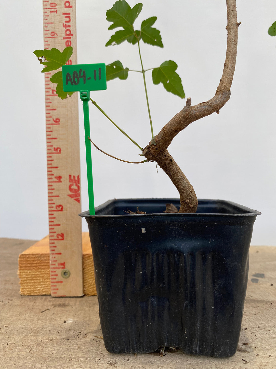 Trident Maple in a 4" pot (AB4-11)