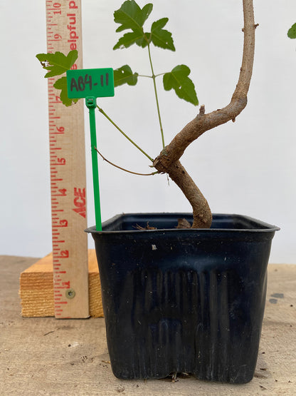 Trident Maple in a 4" pot (AB4-11)